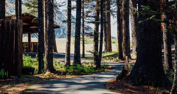 An open plain just beyond a stand of evergreen trees