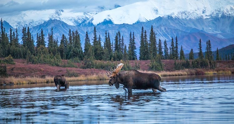 Two moose wade through a small lake surrounded by trees.