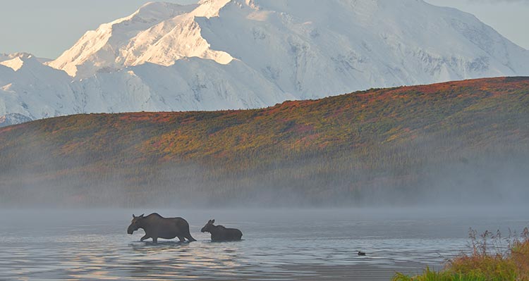 Two moose walk through a lake surrounded by tundra and overshadowed by a snow-covered mountain.