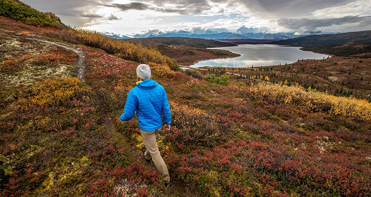 A person walks on a tundra pathway between low-growing plants.