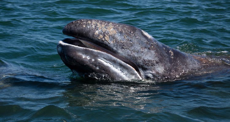 A gray whale at the ocean's surface.