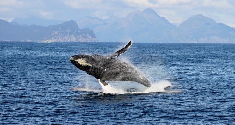 A humpback whale breaches the ocean surface