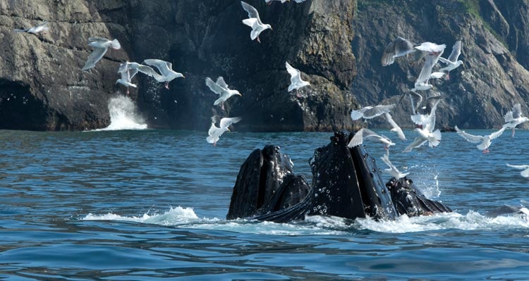 A group of humpback whales feed at the ocean surface while gulls fly all around.