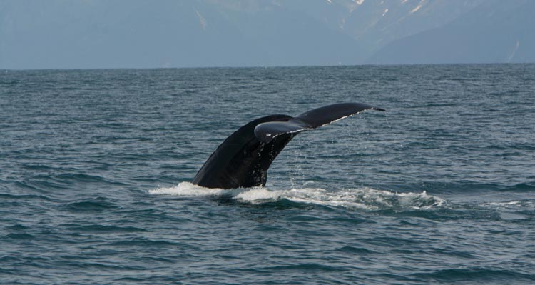 A whale fluke just above the ocean surface.