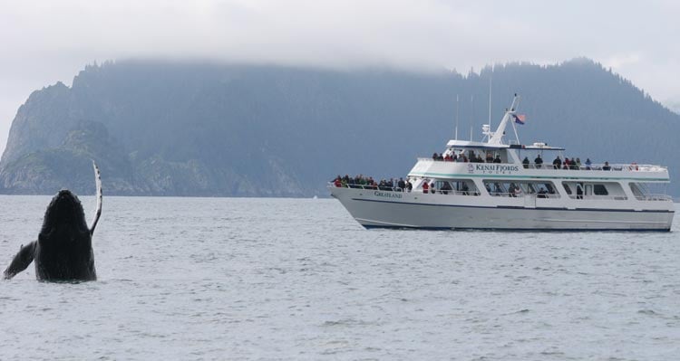 A whale breaches out of the ocean surface near a white and teal whale watching boat.