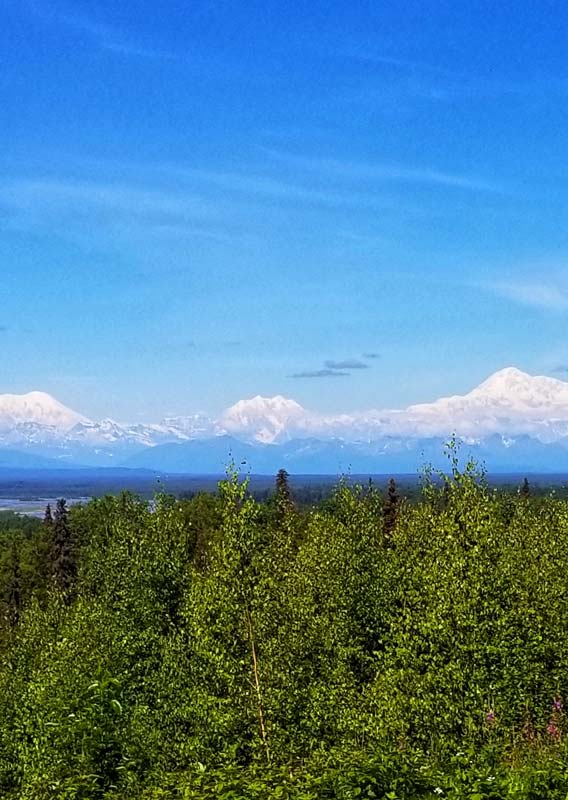 A wide view of the Alaska Range of mountains from a green forest