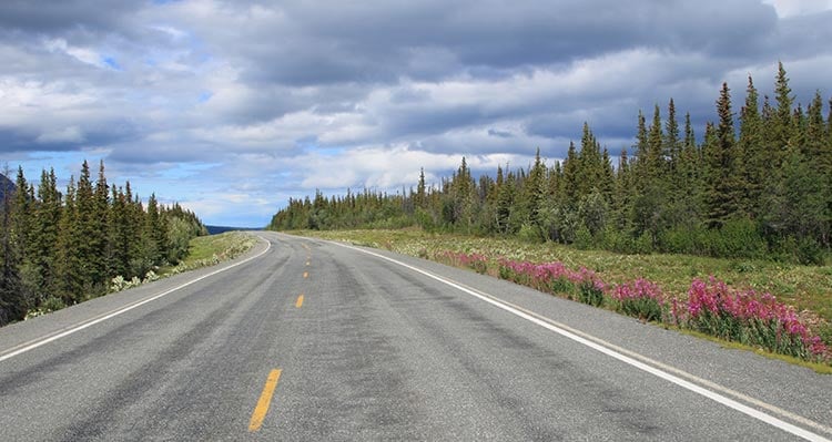 A view down a roadway with pink fireweed growing at the road edge.