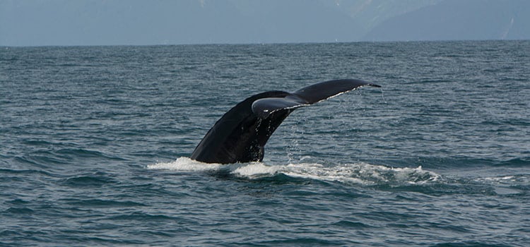 the tail of a humpback whale breaches the surface of the ocean