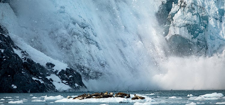 A calving glacier with large ice chunks falling into water