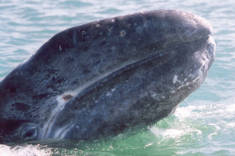 the head of a gray whale calf poking out of the ocean surface