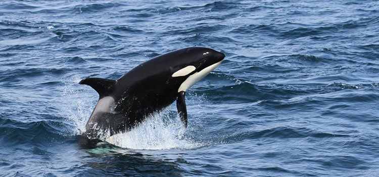 Black and white orca whale breaching through ocean surface