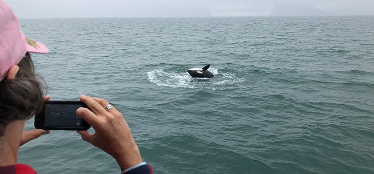 A woman takes a picture of an orca breaching water surface