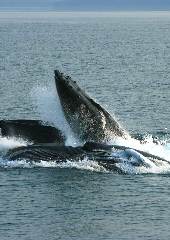Grey whales breahing the surface of the water
