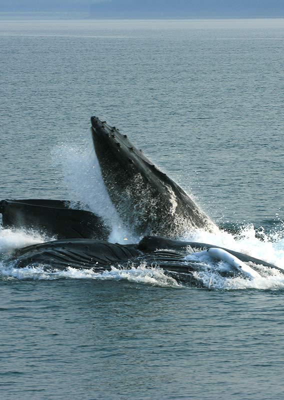 Everything You Need to Know about Whales in Alaska Everything You Need to Know about Whales in Alaska
