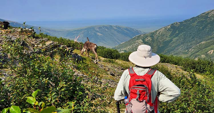 A hiker stands away from a caribou in a tundra landscape