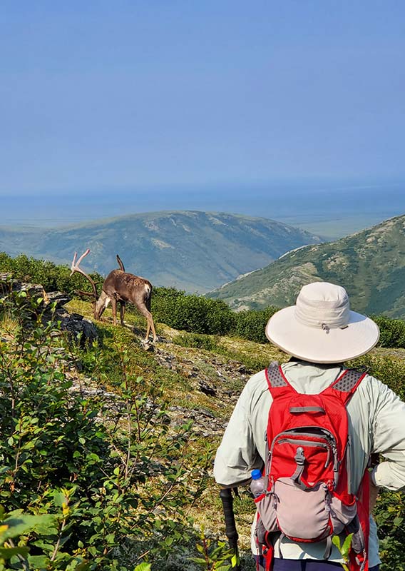 A hiker stands away from a caribou in a tundra landscape.