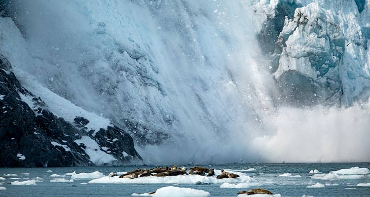 A group of seals on an ice floe below a calving glacier.