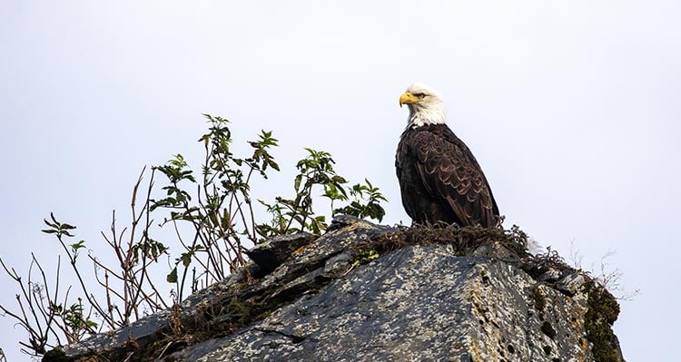 A bald eagle stands on a rocky clifftop.