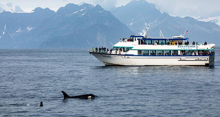 A boat on the ocean near an orca at the water's surface.