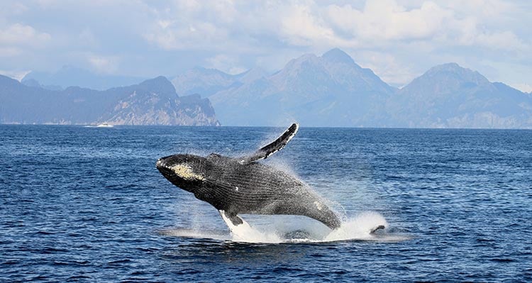 A humpback whale breaches the ocean surface.