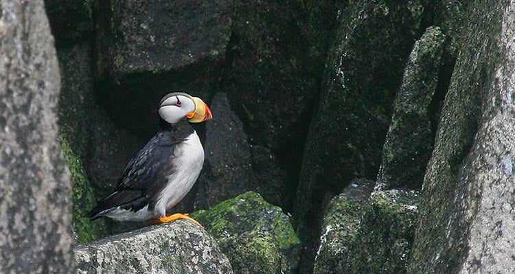 A puffin stands on a rocky outcropping.