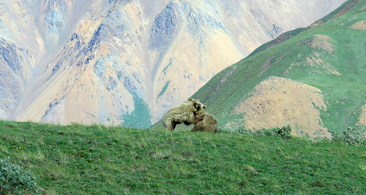Two small bears tussle on a grassy meadow below tall mountains.