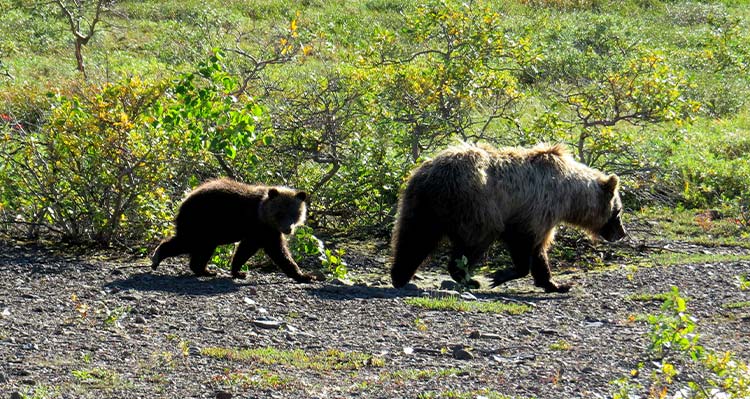 A mother bear and cub walk alongside some shrubbery.