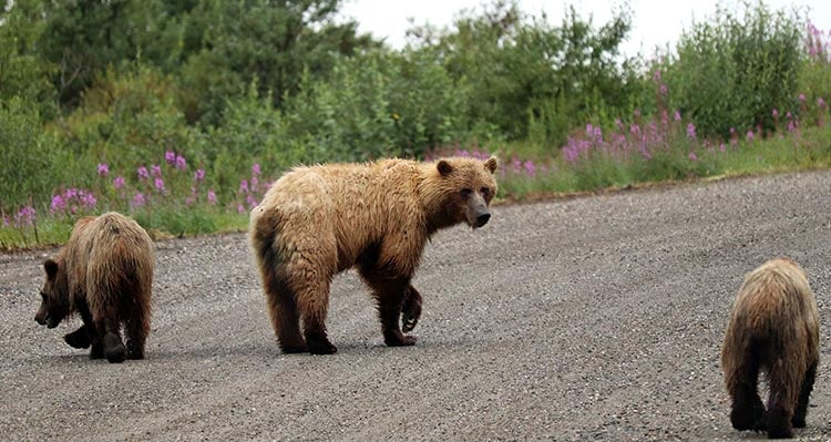 A mother bear and two cubs walk along a gravel road.