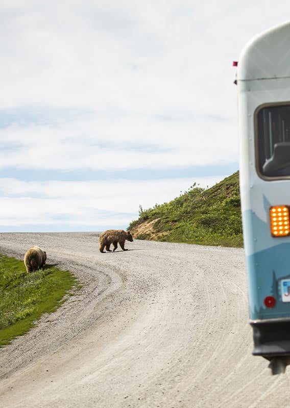 Two bears on a gravel road ahead of a blue tour bus.