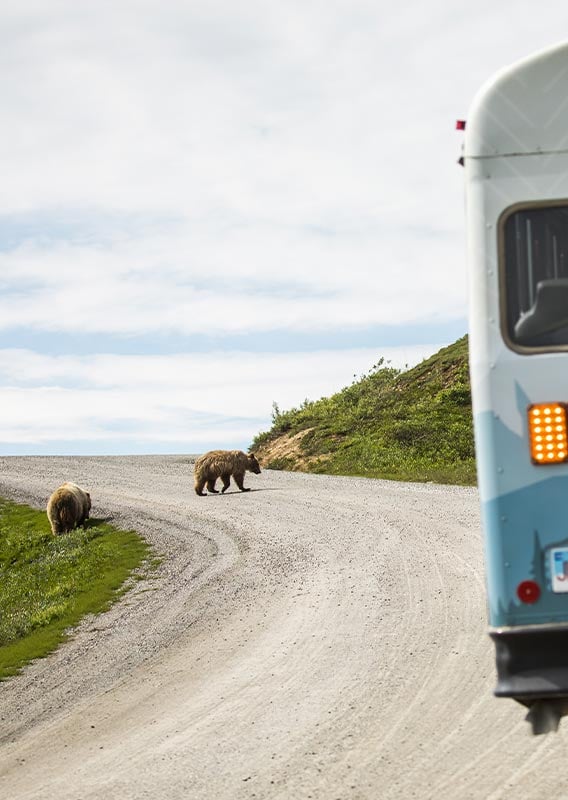 Bears in Denali: What you Need to Know