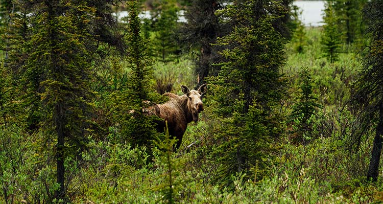 A moose looks back at the camera while standing within a green forest.