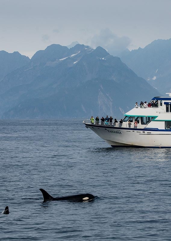 A sightseeing boat in the sea near an orca at the surface of the water.