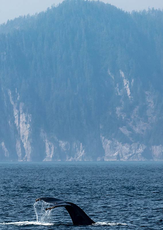 A whale tail pops out of blue water.