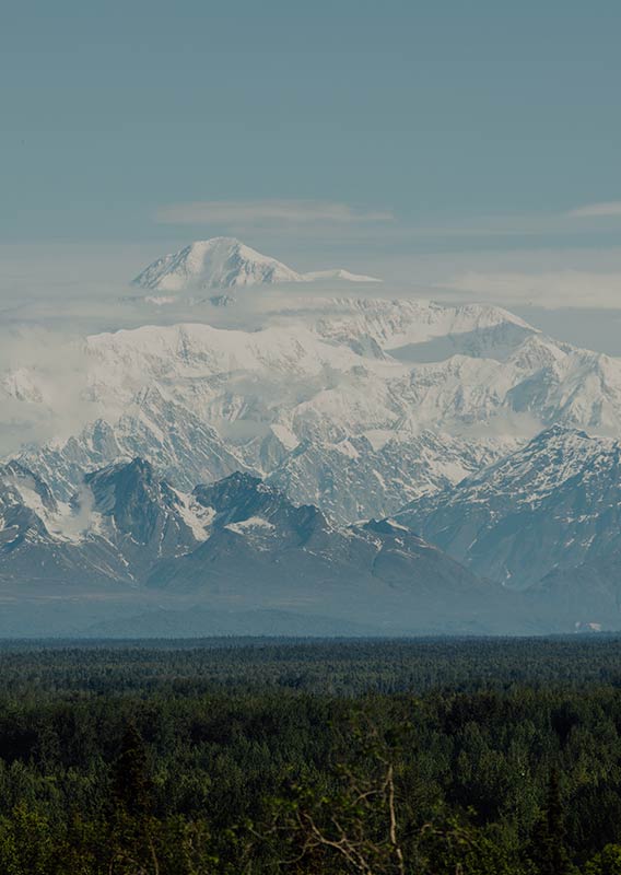 A view across a green forest towards snow-covered mountains.