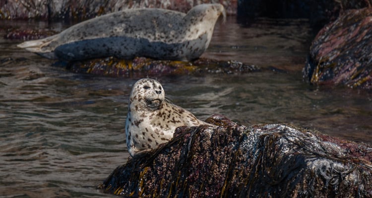 Harbor seals resting on rocks in the water