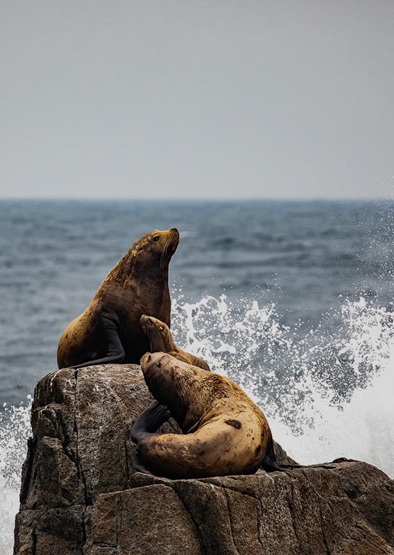 Two Steller Sea Lions on a rock splashed by the sea.