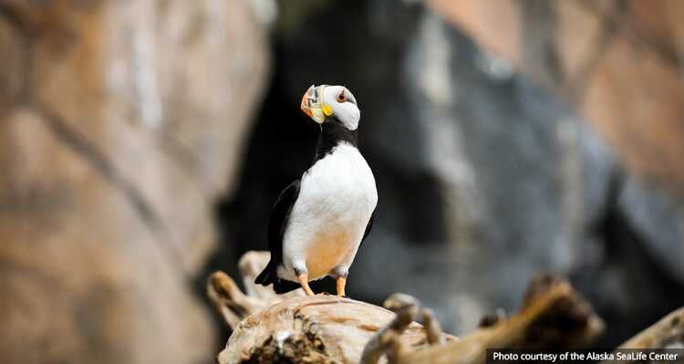 A puffin standing on a log