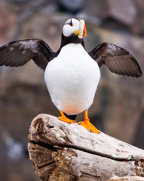 A puffin with wings outstretched standing on a piece of driftwood.