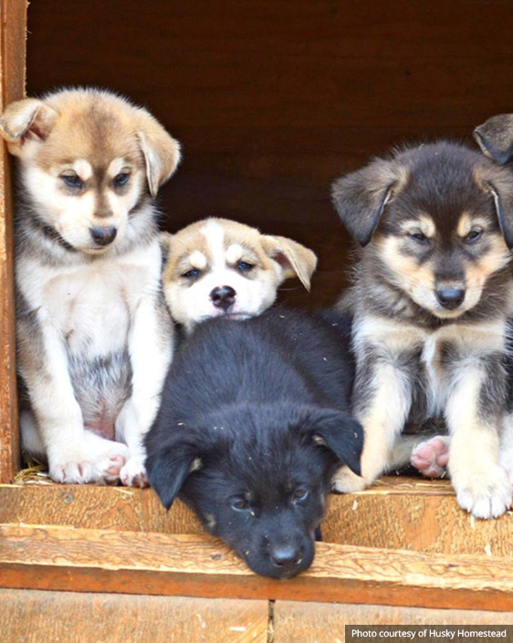 Husky puppies at Husky Homestead