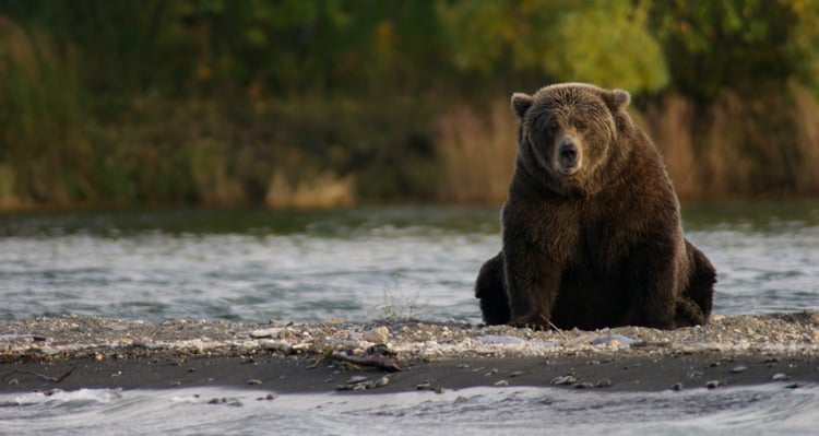A bear sitting by the edge of a river, hunting for fish