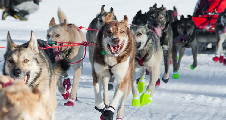 A group of sled dogs pulling a sled