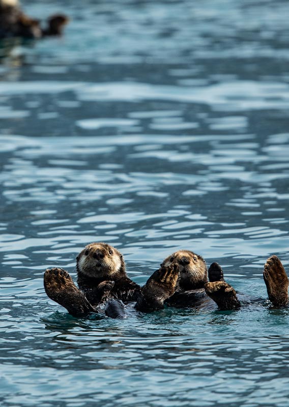 Sea otters floating together on the ocean surface.