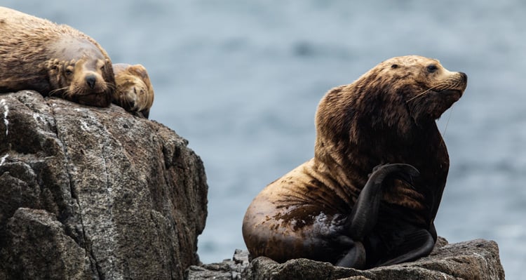 Steller sea lions resting on the rocks in the water