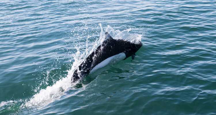 Dall's porpoise swimming in the sea