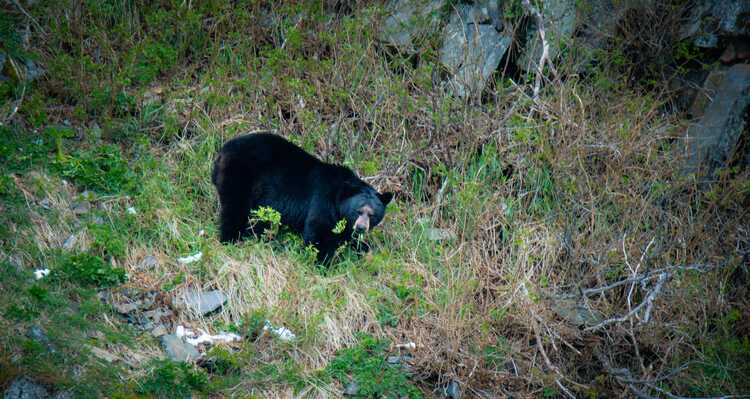 Black bear standing in the grass staring at the camera