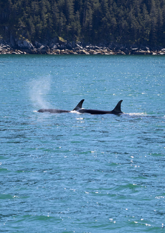 Two orcas swimming past islands