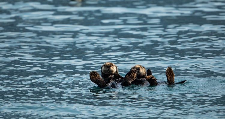 Sea otters floating on their back in the water