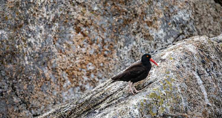 A black oyestercatcher standing on a rock