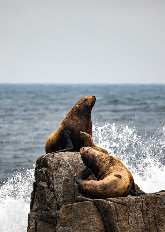 Two sea lions sitting on a rock by the sea
