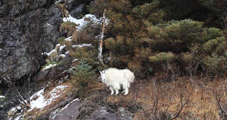 A mountain goat standing near an outcrop by a forest